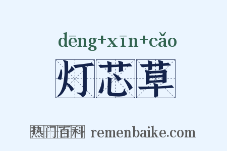 灯芯草是什么意思的图片